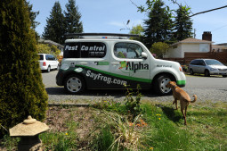 Rosie checks out the Alpha SayFrog.com Pest Control trucklet, Broadview, Seattle, Washington, USA